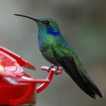 674px-GreenVioletear