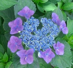 Hydrangea_macrophylla_forma_normalis_01