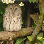 250px-Strix_uralensis_-Banham_Zoo,_Norfolk,_England-8a