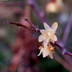 250px-Chimonanthus_praecox