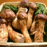 800px-Matsutake