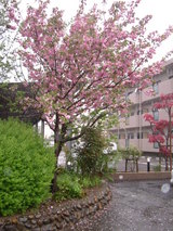 八重桜　雨中